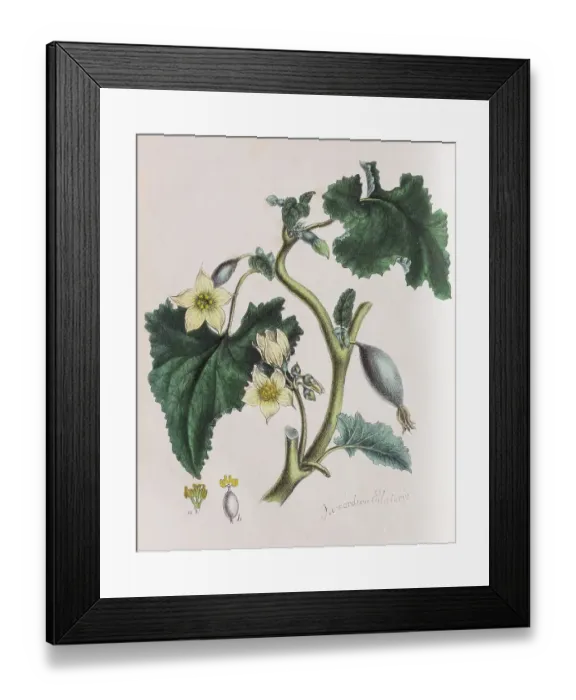 Framed Print : Squirting cucumber (Ecballium elaterium)