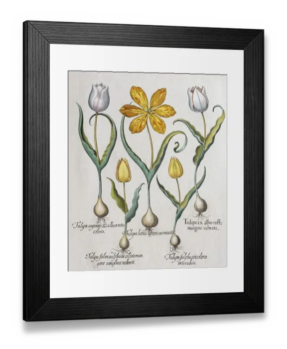 Framed Print : Tulipsn (Tulipa), hand-coloured copper engraving by Basilius Besler
