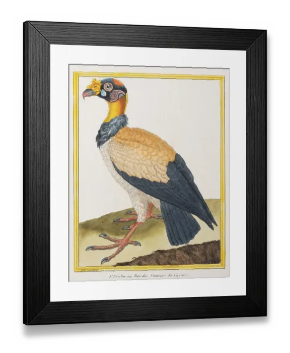Framed Print : King Vulture (Sarcoramphus papa) Framed Print : King Vulture (Sarcoramphus papa)