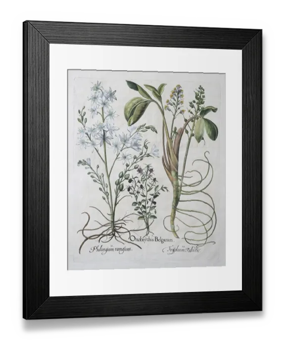 Framed Print : Bog bean (Menyanthes trifoliata) or bitter clover Framed Print : Bog bean (Menyanthes trifoliata) or bitter clover