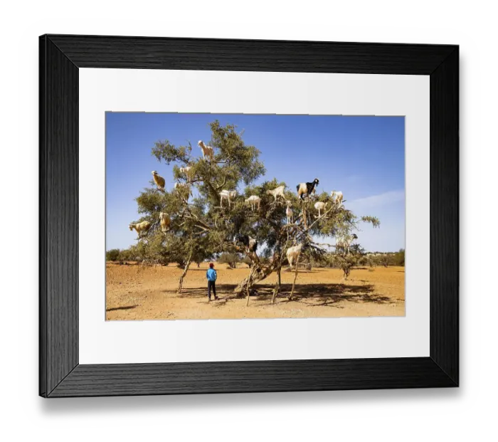 Framed Print : Goats (Capra aegagrus hircus) in an argan tree (Argania spinosa) Framed Print : Goats (Capra aegagrus hircus) in an argan tree (Argania spinosa)