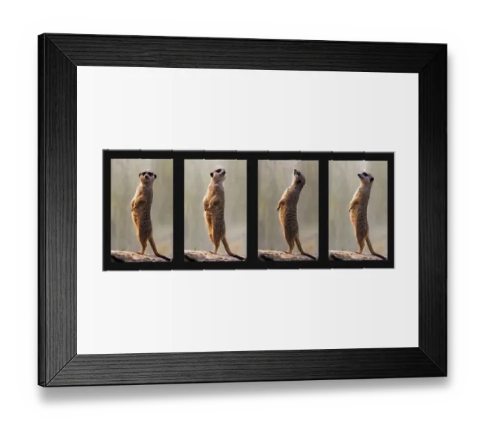 Framed Print : Meerkats, collage, four individual pictures Framed Print : Meerkats, collage, four individual pictures