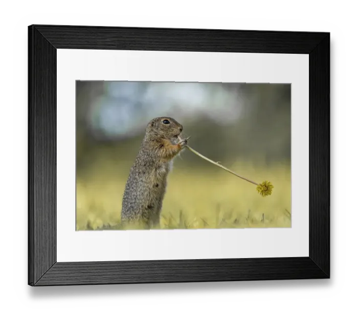 Framed Print : Suslik (Spermophilus citellus) in a meadow