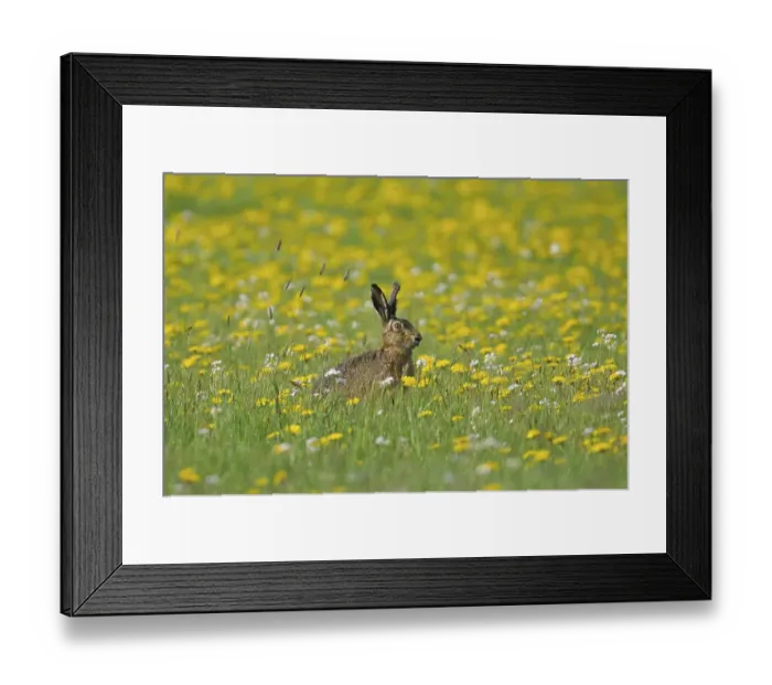 Framed Print : Sitting Hare (Lepus europaeus) in a flower meadow