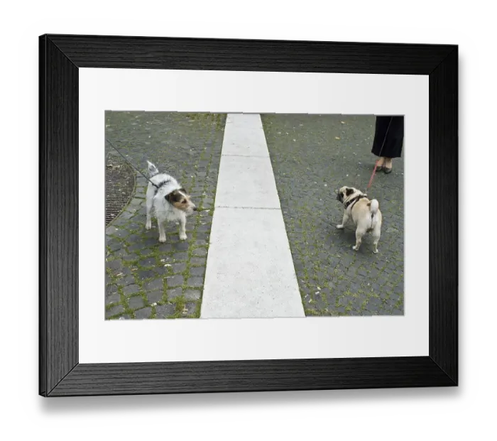 Framed Print : Parson Russell Terrier and pug on the leash Framed Print : Parson Russell Terrier and pug on the leash