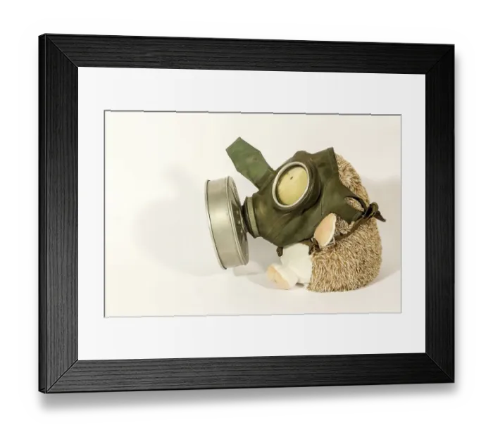 Framed Print : Plush toy (hedgehog) in an old gas mask on a white background Framed Print : Plush toy (hedgehog) in an old gas mask on a white background