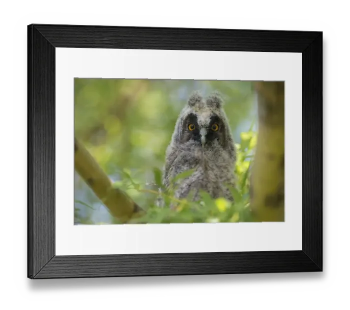 Framed Print : Young long-eared owl (Asio otus) sitting in tree Framed Print : Young long-eared owl (Asio otus) sitting in tree