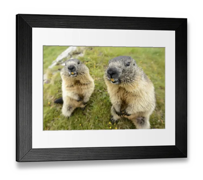 Framed Print : Marmot (Marmota Marmoto), High Tauern National Park