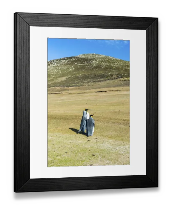 Framed Print : King penguins (Aptenodytes patagonicus)