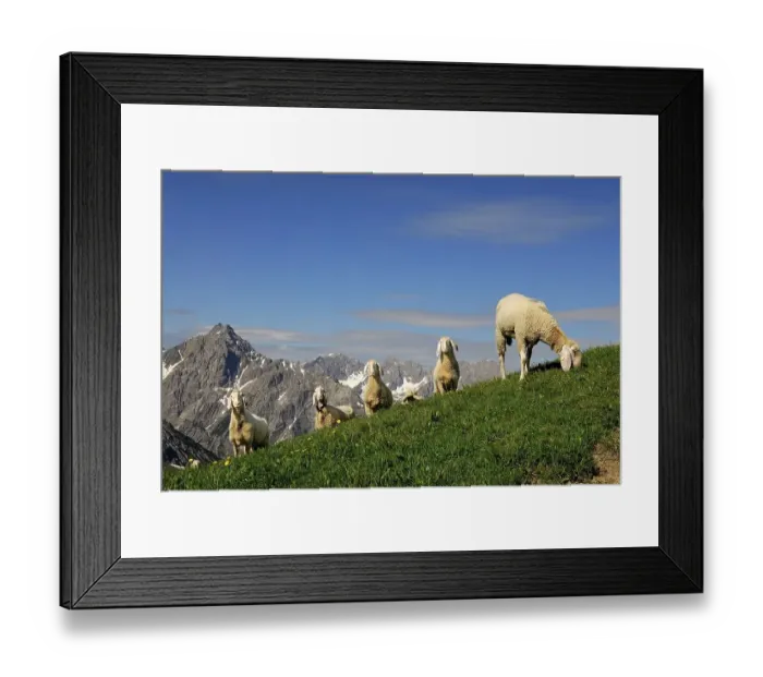 Framed Print : Sheep (Ovis orientalis aries) on a mountain meadow Framed Print : Sheep (Ovis orientalis aries) on a mountain meadow