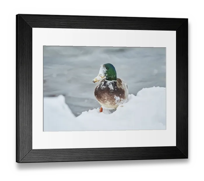 Framed Print : Mallard (Anas platyrhynchos) male on the shore in the snow Framed Print : Mallard (Anas platyrhynchos) male on the shore in the snow