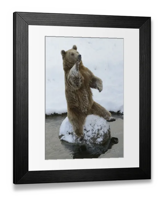 Framed Print : Brown Bear (Ursus arctos), sitting on a stone
