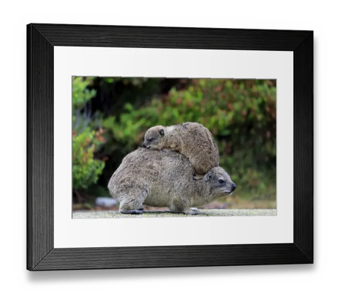Framed Print : Rock Hyrax (Procavia capensis)