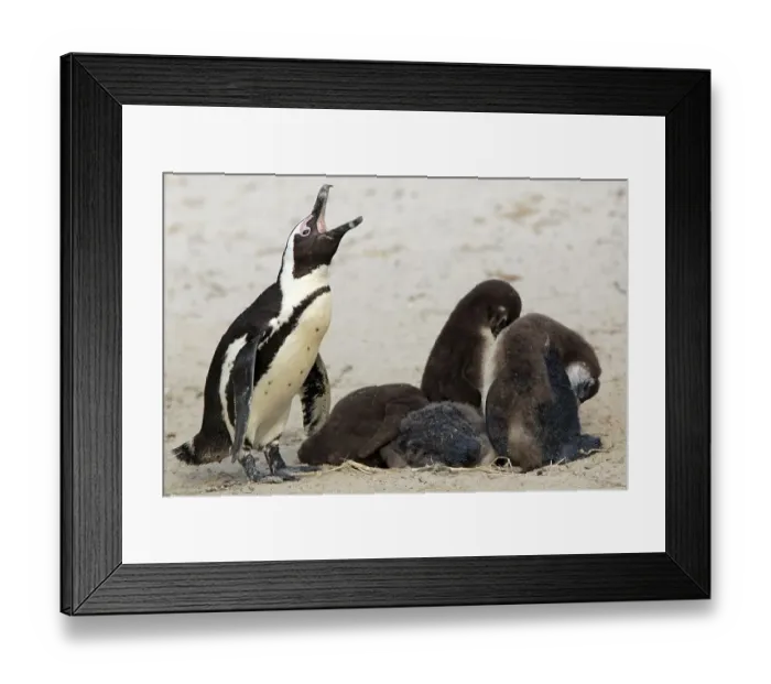 Framed Print : African penguin (Spheniscus demersus)