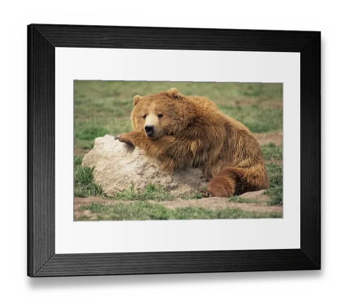 Framed Print : Tired brown bear or grizzly resting on a rock Framed Print : Tired brown bear or grizzly resting on a rock