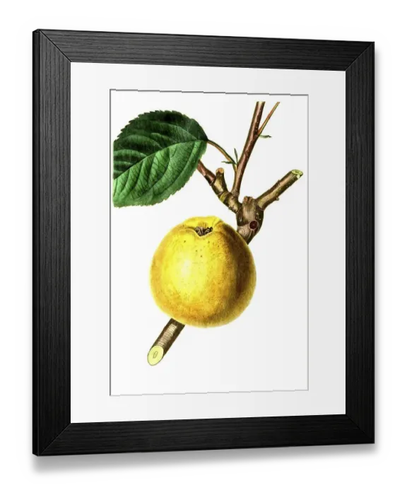 Framed Print : Apple, apple variety, the Gray French Reinette Framed Print : Apple, apple variety, the Gray French Reinette