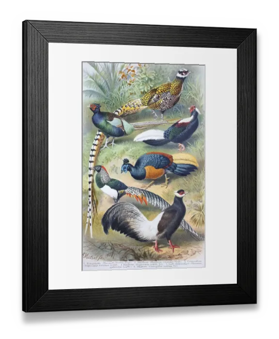 Framed Print : Historische Bilder von Fasanen