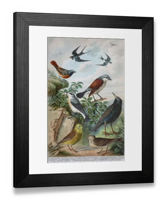 Framed Print : Historisches Bild verschiedener Singvoegel: (Hirundo rustica) Framed Print : Historisches Bild verschiedener Singvoegel: (Hirundo rustica)
