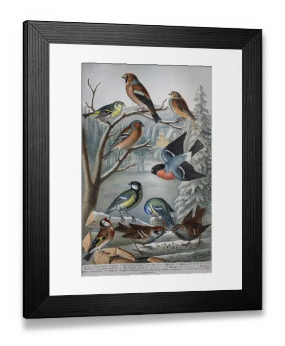 Framed Print : Historisches Bild von verschiedenen Singvoegeln: Chryomitris (spinus) Framed Print : Historisches Bild von verschiedenen Singvoegeln: Chryomitris (spinus)