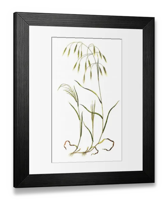 Framed Print : Pigeonpea (Bromus) sterilis, is a species of plant from the family of sweet grasses Framed Print : Pigeonpea (Bromus) sterilis, is a species of plant from the family of sweet grasses