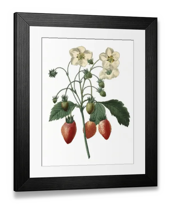 Framed Print : Strawberry, strawberries (Fragaria)