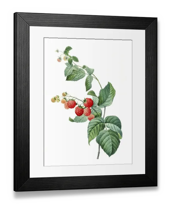 Framed Print : Raspberry (Rubus idaeus), digitally processed reproduction of a watercolour drawing from 1827 Framed Print : Raspberry (Rubus idaeus), digitally processed reproduction of a watercolour drawing from 1827