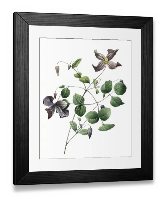 Framed Print : Italian Wood Vine, Clematis viticella