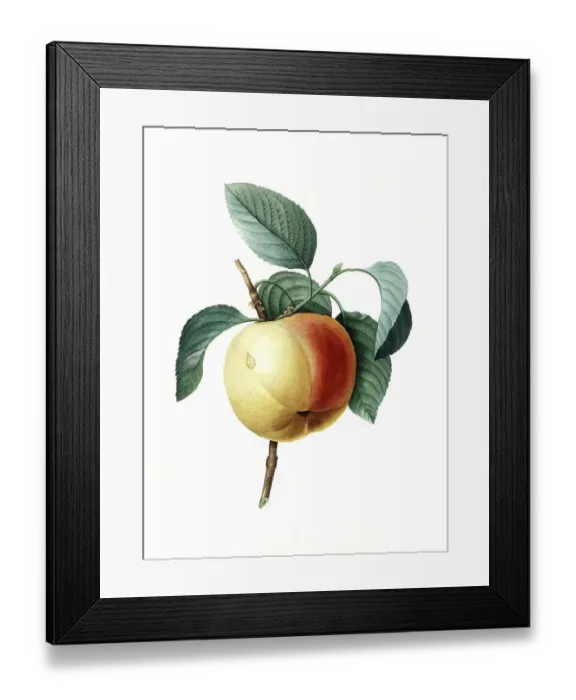 Framed Print : Winter Calville apple tree (Malus domestica) Framed Print : Winter Calville apple tree (Malus domestica)