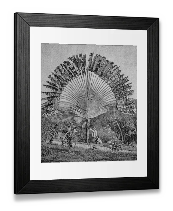 Framed Print : Traveller's palm (Ravenala madagascariensis)