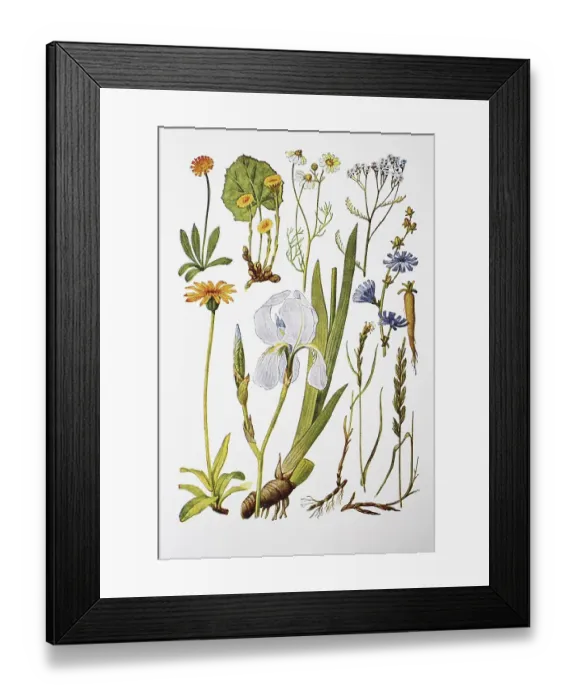 Framed Print : Medicinal plants, hawkweed, coltsfoot