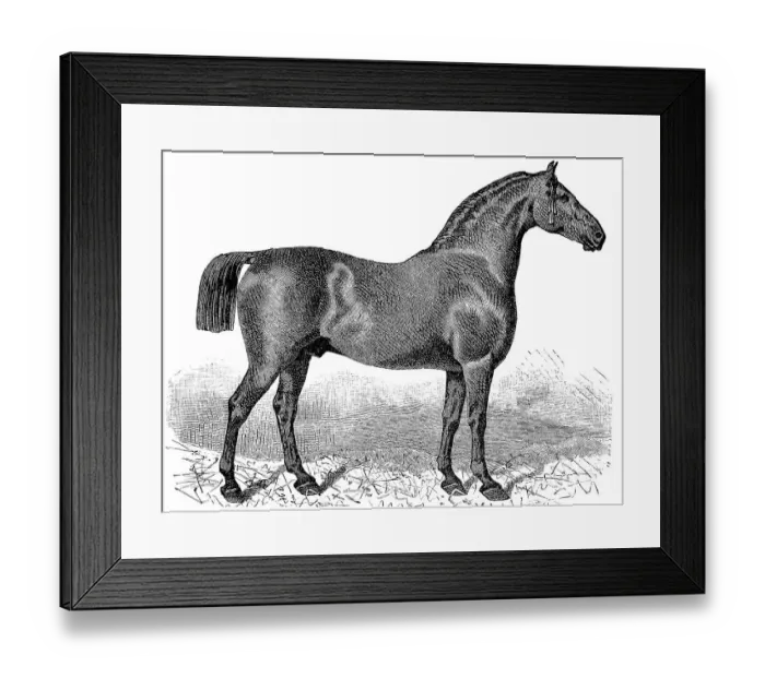Framed Print : Horse breed, Oldenburg horse, Historic Framed Print : Horse breed, Oldenburg horse, Historic