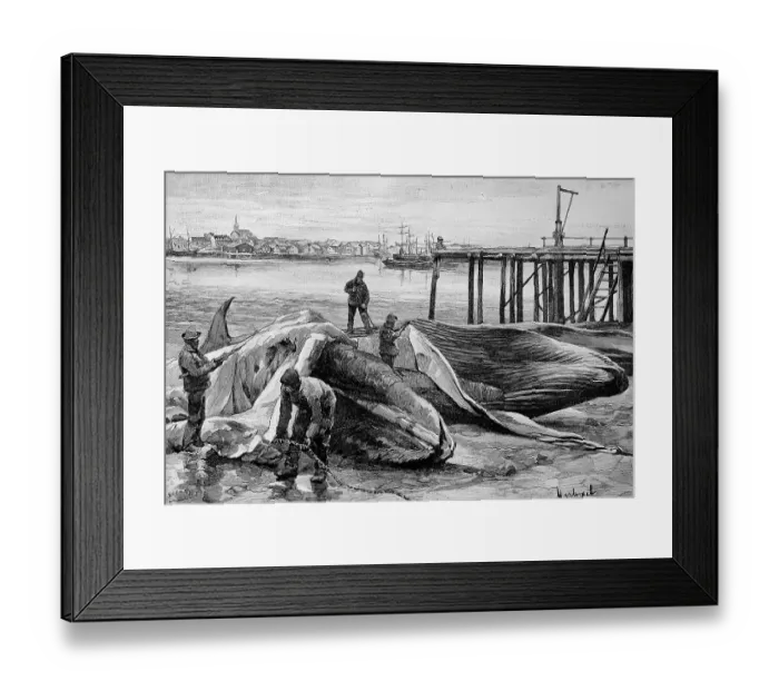 Framed Print : The Slaughter of Whales in Norway