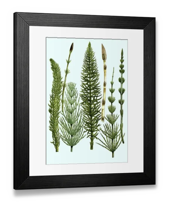 Framed Print : Various horsetails, various horsetails Framed Print : Various horsetails, various horsetails