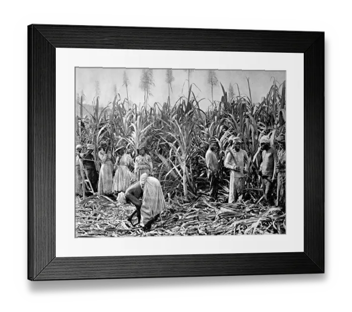 Framed Print : Workers on the sugar cane plantations Framed Print : Workers on the sugar cane plantations