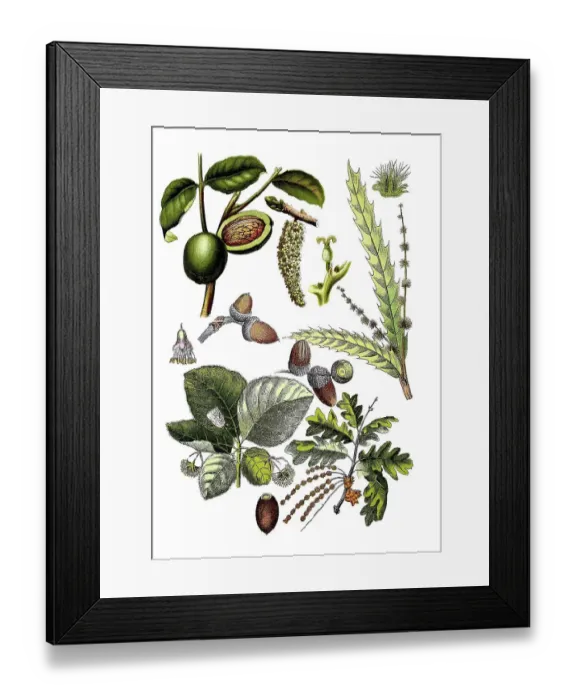 Framed Print : Walnut, Juglans regia (top left and centre) Framed Print : Walnut, Juglans regia (top left and centre)