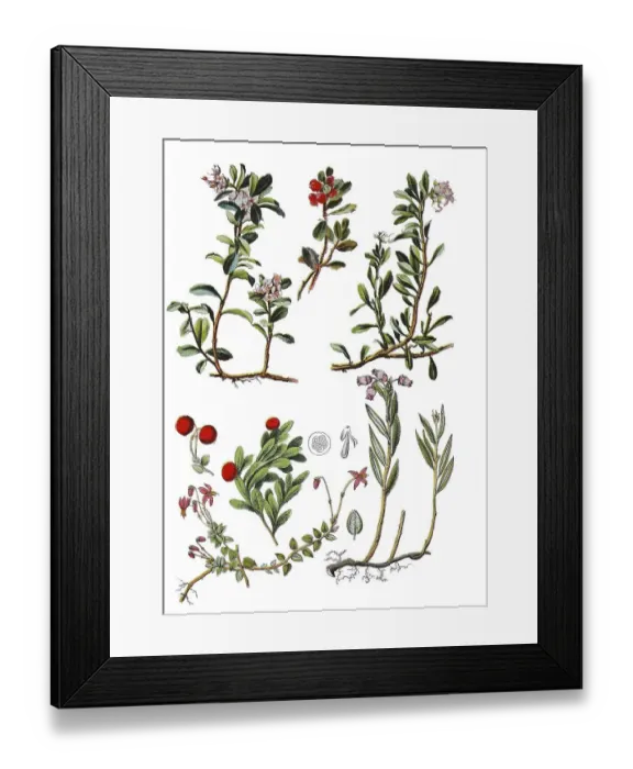 Framed Print : Cranberry, riffleberry or grestling Framed Print : Cranberry, riffleberry or grestling