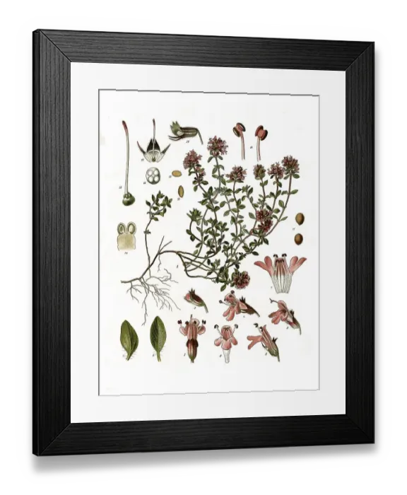 Framed Print : Medicinal plant, sand thyme (Thymus serpyllum) or field thyme