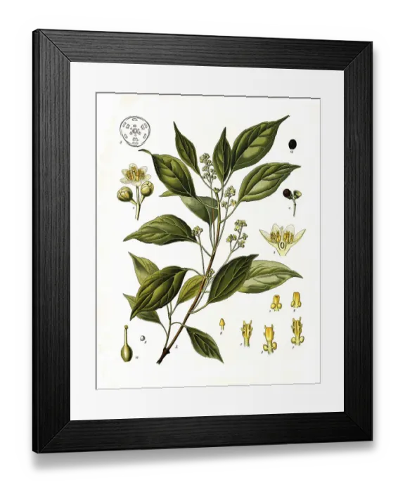 Framed Print : Medicinal plant, camphor tree, Cinnamomum camphora Framed Print : Medicinal plant, camphor tree, Cinnamomum camphora