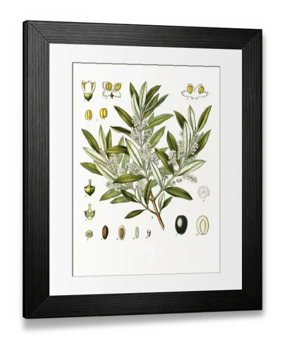 Framed Print : Medicinal plant, Olive tree (Olea europaea)
