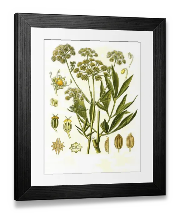 Framed Print : Medicinal plant, lovage (Levisticum officinale)