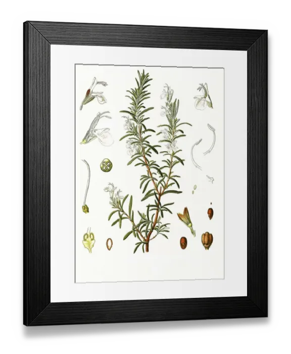 Framed Print : Medicinal plant, Rosemary (Rosmarinus officinalis)
