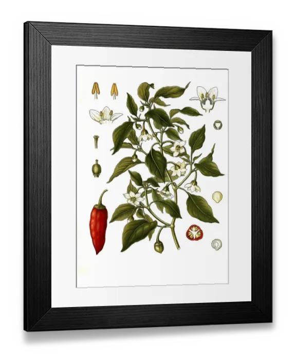 Framed Print : Medicinal plant, Spanish pepper or paprika (Capsicum annuum) is a species of plant in the nightshade family Framed Print : Medicinal plant, Spanish pepper or paprika (Capsicum annuum) is a species of plant in the nightshade family