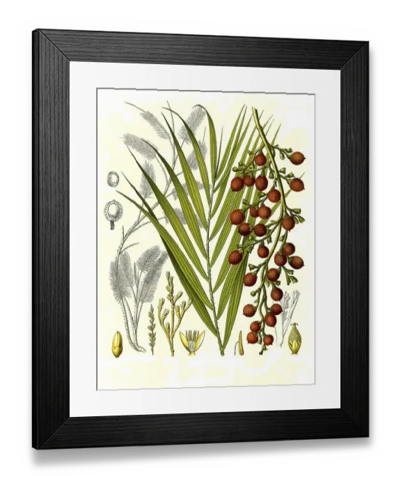 Framed Print : Medicinal plant, Daemonorops is a species-rich