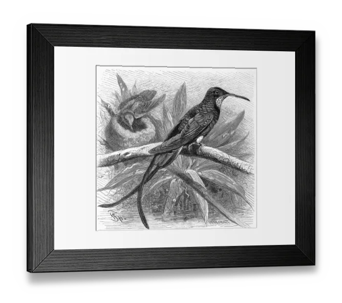 Framed Print : Bird, Red-naped Topaz, Topaza pella or Topaz hummingbird Framed Print : Bird, Red-naped Topaz, Topaza pella or Topaz hummingbird