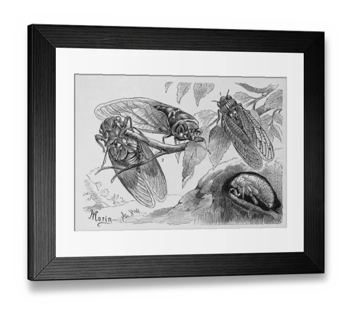 Framed Print : Insects, Mannacicada, cicada orni (orni)