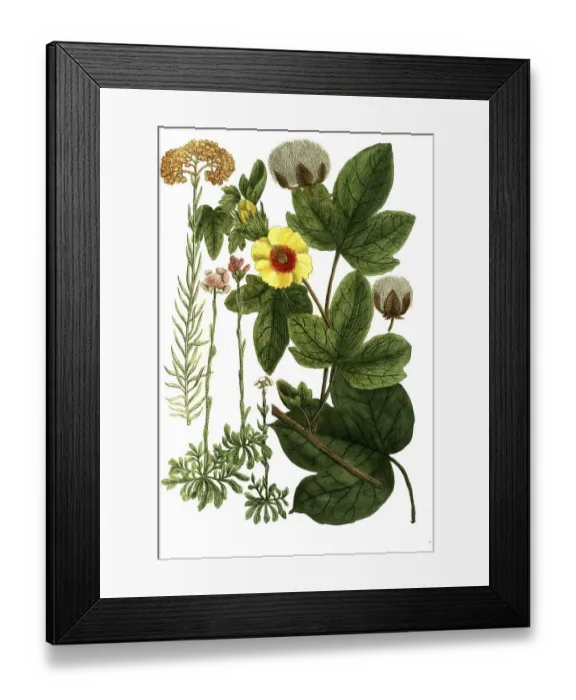 Framed Print : Botany, Plants, Gnaphalium angustifolium