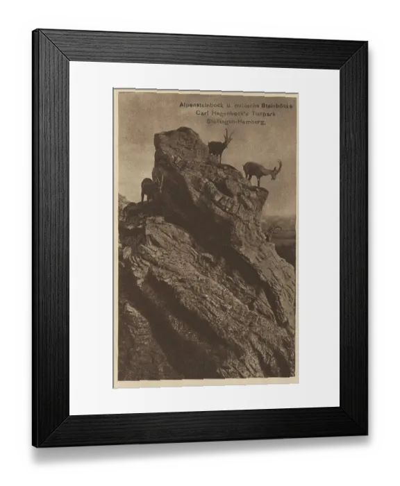 Framed Print : Ibexes in Hagenbeck Zoo, Hamburg Framed Print : Ibexes in Hagenbeck Zoo, Hamburg