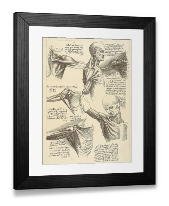 Framed Print : Sheet for anatomical studies of the shoulder muscles Framed Print : Sheet for anatomical studies of the shoulder muscles