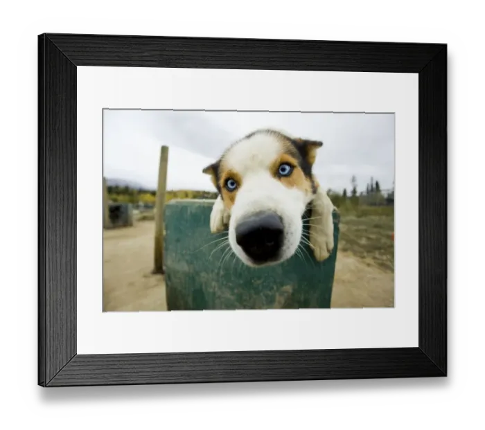 Framed Print : Nosy sleddog, Alaskan Husky on his dog house