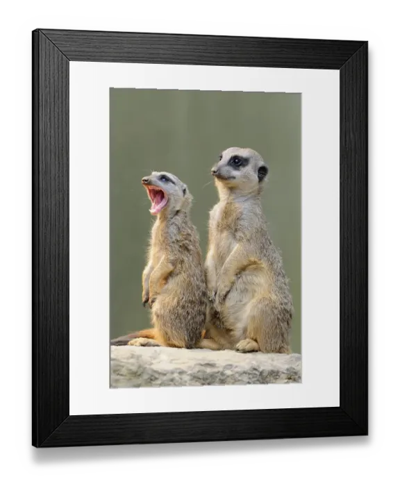 Framed Print : Meerkats (Suricata suricatta), native to Africa Framed Print : Meerkats (Suricata suricatta), native to Africa